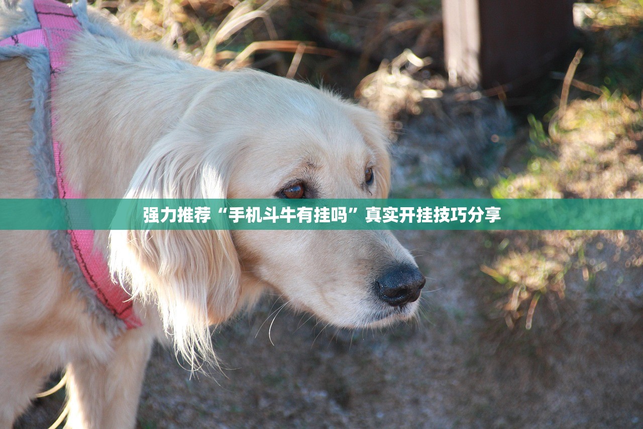 强力推荐“手机斗牛有挂吗	”真实开挂技巧分享