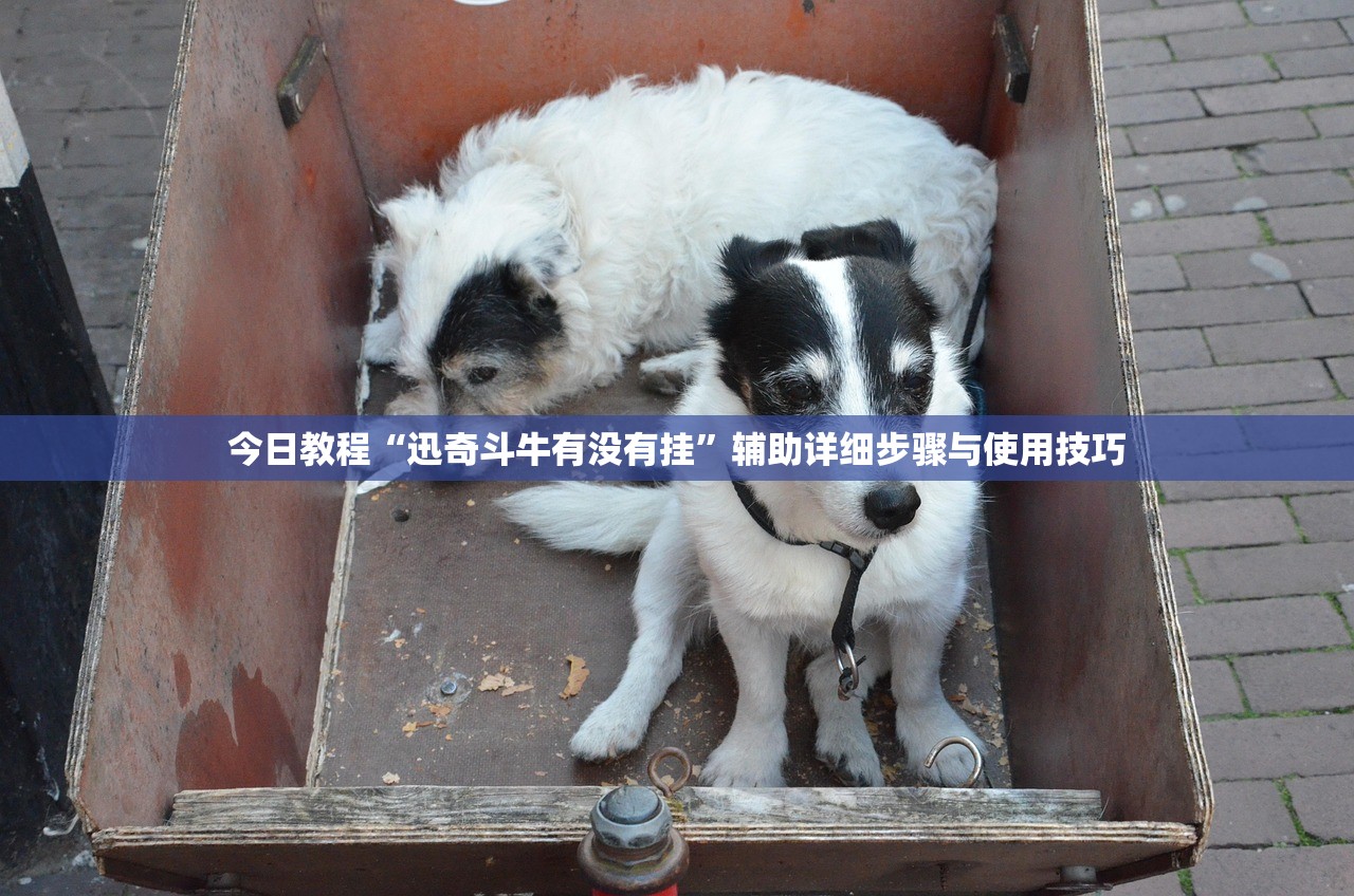 今日教程“迅奇斗牛有没有挂”辅助详细步骤与使用技巧