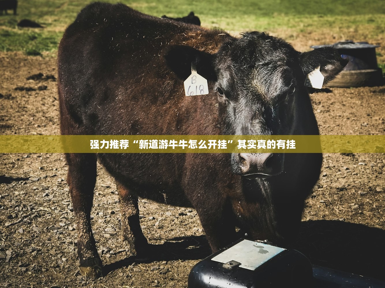 强力推荐“新道游牛牛怎么开挂”其实真的有挂