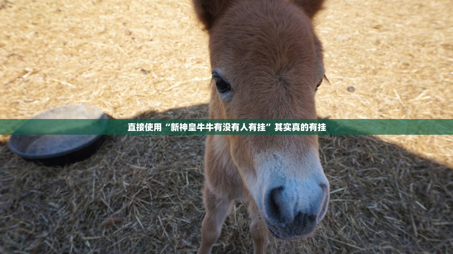 直接使用“新神皇牛牛有没有人有挂	”其实真的有挂