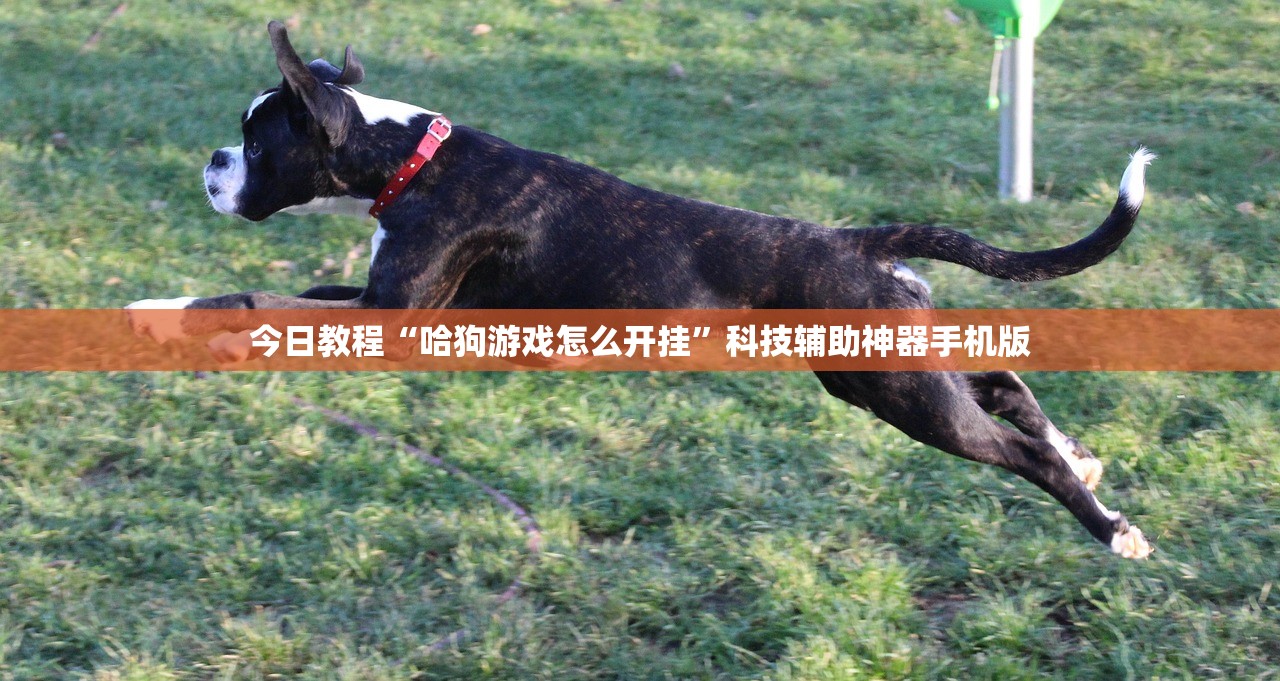 今日教程“哈狗游戏怎么开挂”科技辅助神器手机版