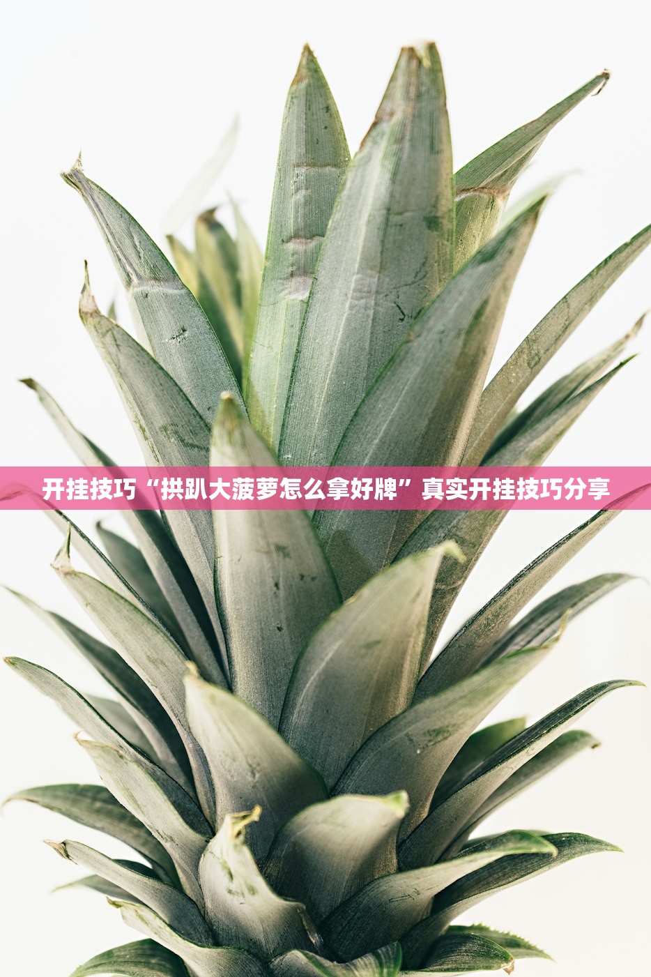开挂技巧“拱趴大菠萝怎么拿好牌”真实开挂技巧分享