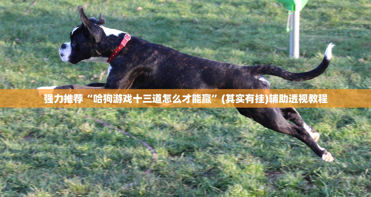 强力推荐“哈狗游戏十三道怎么才能赢”(其实有挂)辅助透视教程