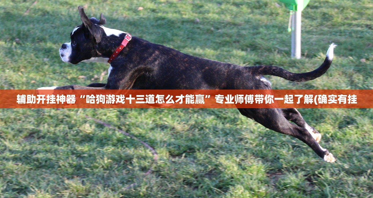 辅助开挂神器“哈狗游戏十三道怎么才能赢	”专业师傅带你一起了解(确实有挂