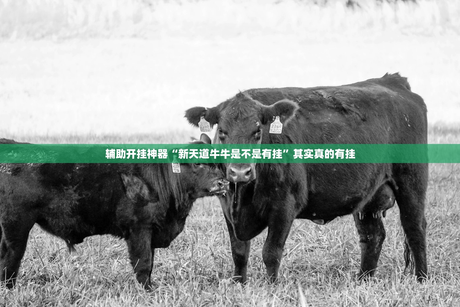 辅助开挂神器“新天道牛牛是不是有挂	”其实真的有挂