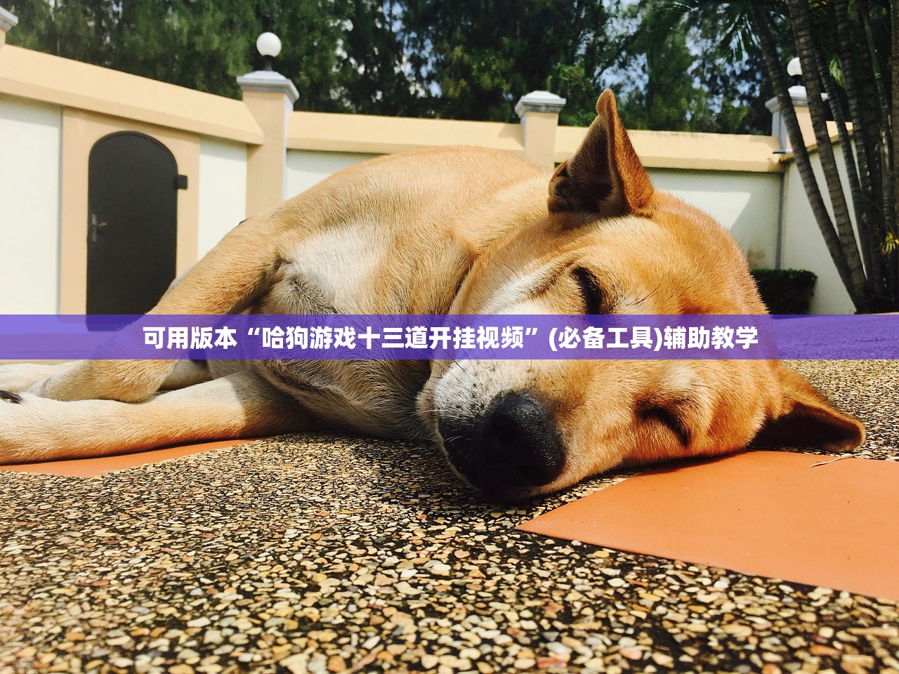 可用版本“哈狗游戏十三道开挂视频”(必备工具)辅助教学