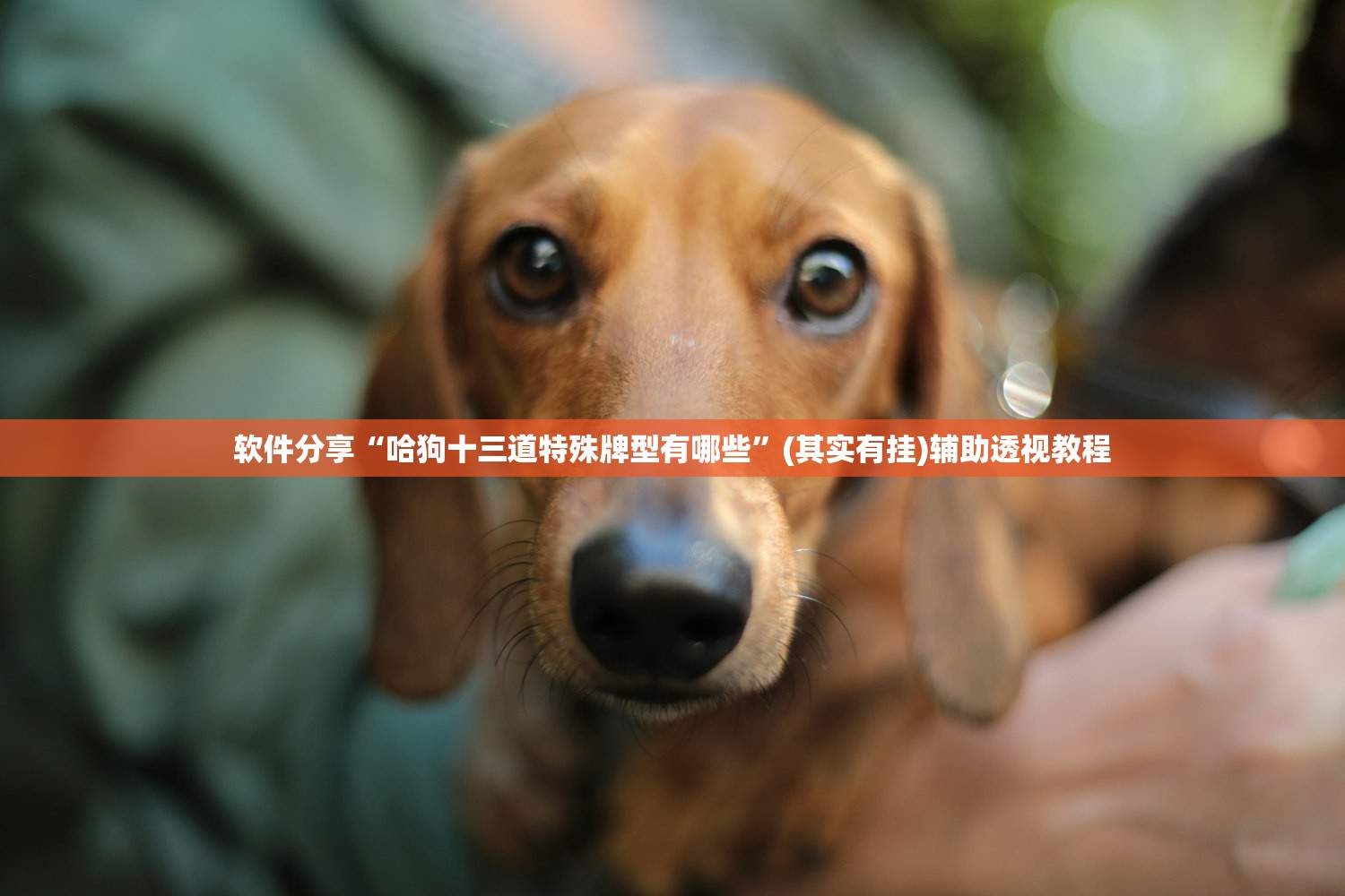 软件分享“哈狗十三道特殊牌型有哪些	”(其实有挂)辅助透视教程